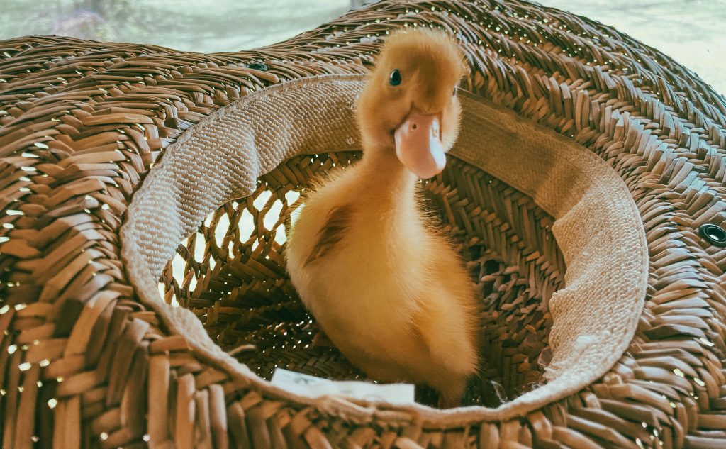 Farm Brewery Duck