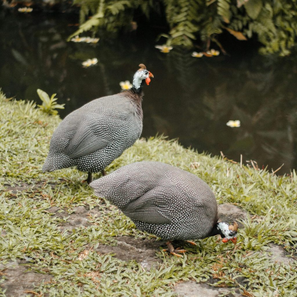 GUINEA FOWL